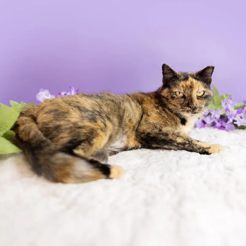 Sweet Potato thumbnail 3