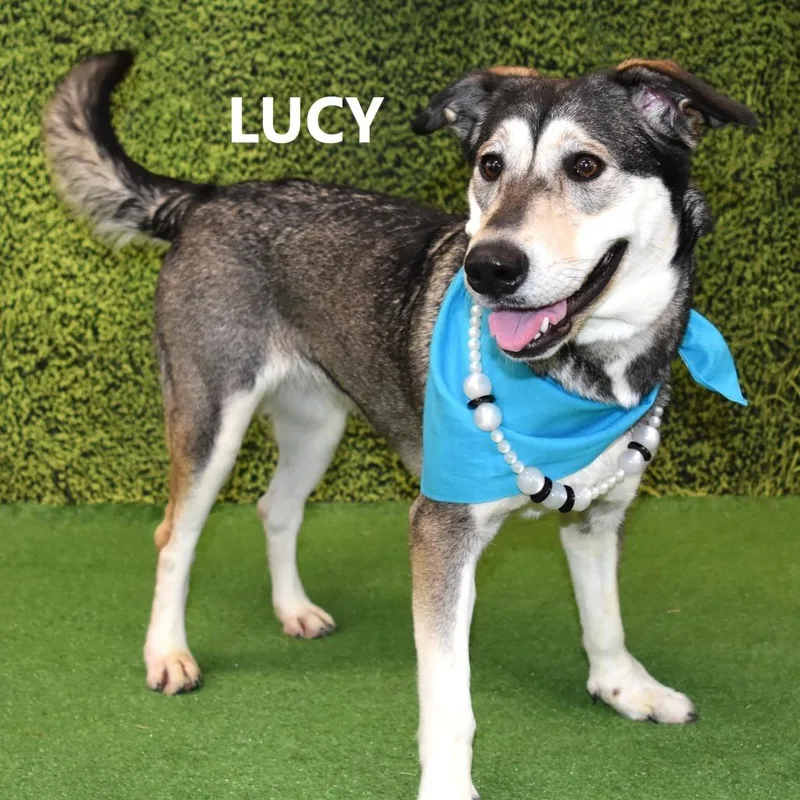 Lucy thumbnail 3