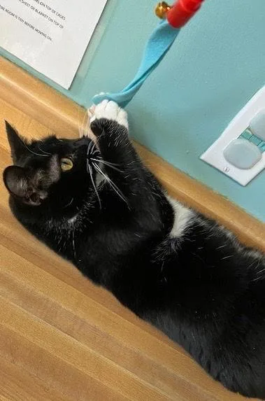 Lucykins thumbnail 3