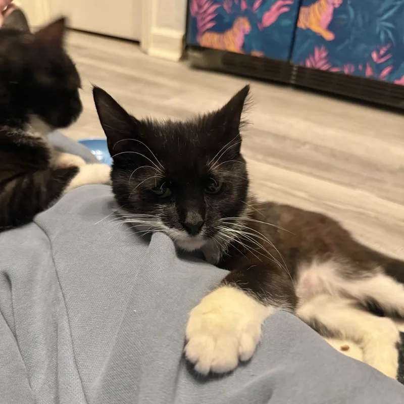 Cardboard thumbnail 4