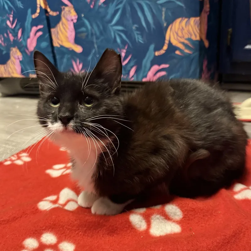 Cardboard thumbnail 5