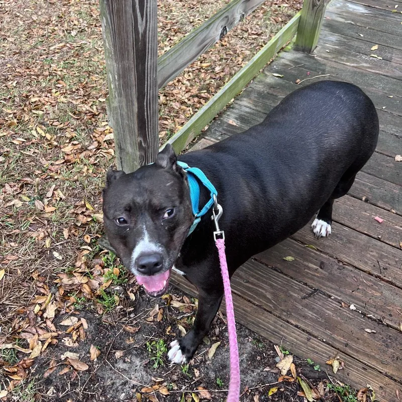 Hamilton thumbnail 2