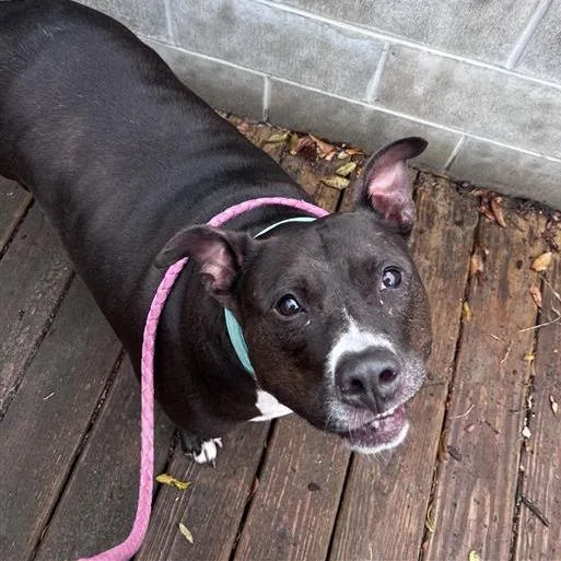 Hamilton thumbnail 4