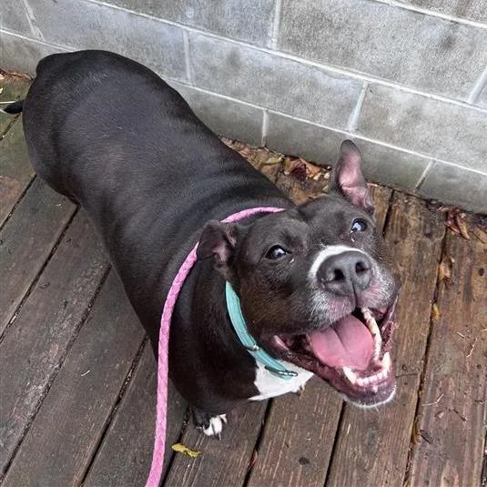 Hamilton thumbnail 6