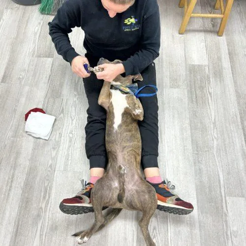 Franklin thumbnail 3