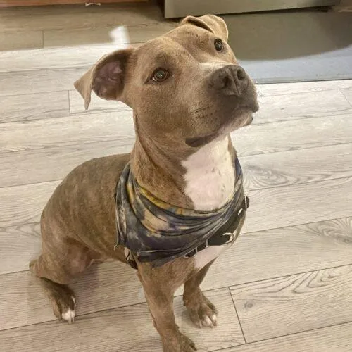 Franklin thumbnail 4