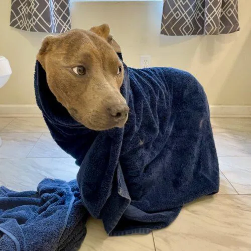 Franklin thumbnail 5