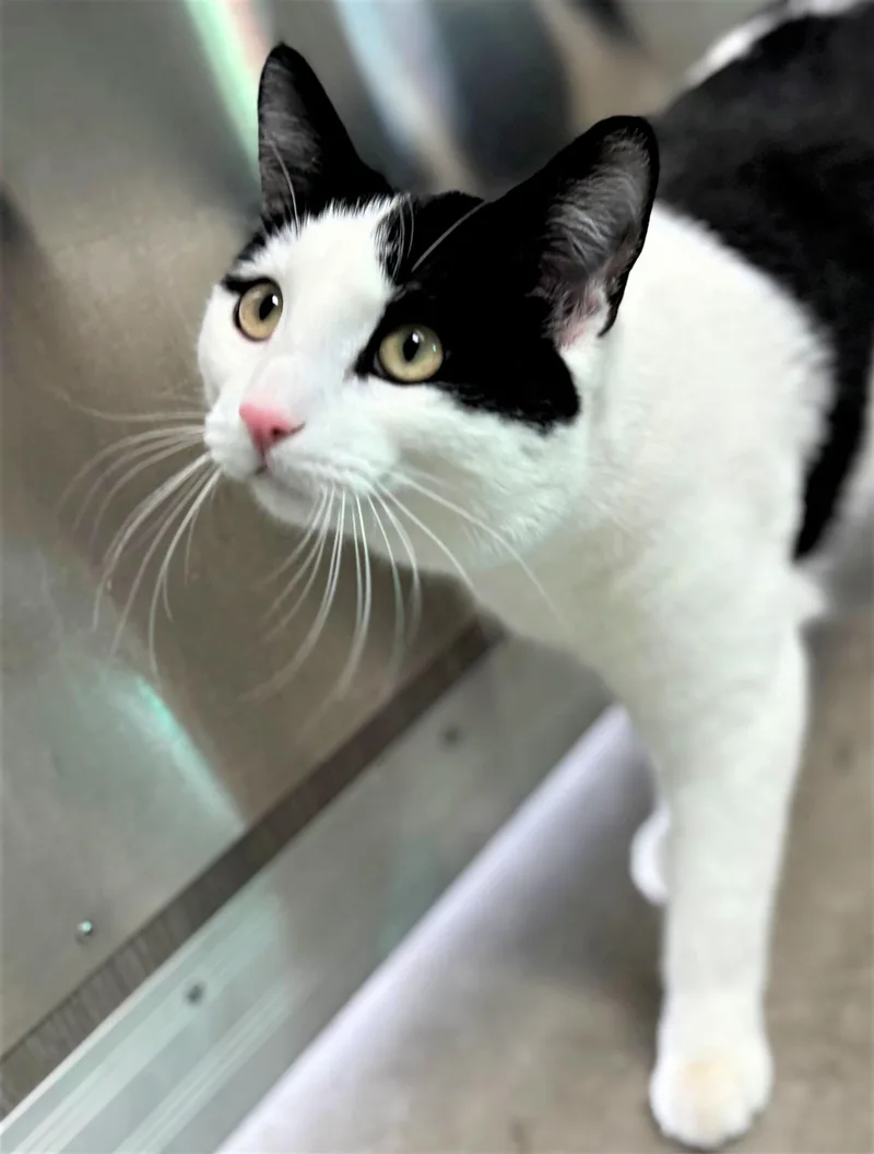 Mishmish thumbnail 2