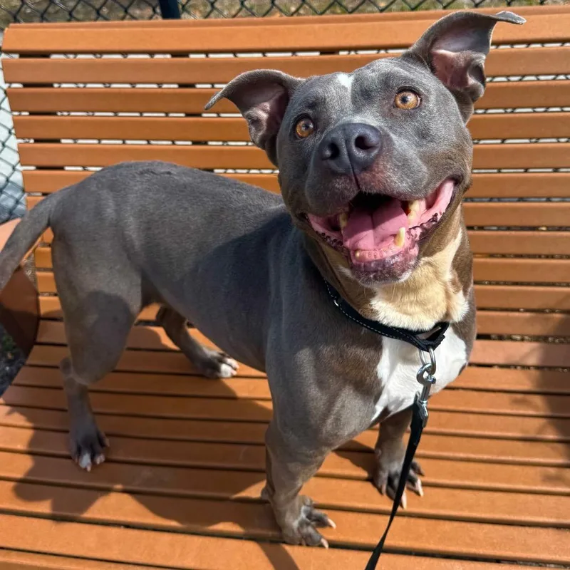 Egg Roll thumbnail 2