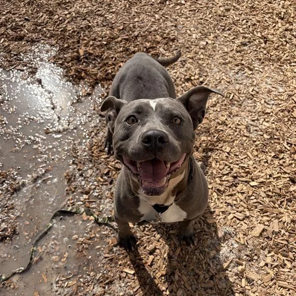 Egg Roll thumbnail 3