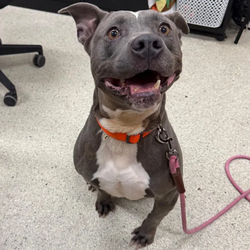 Egg Roll thumbnail 4