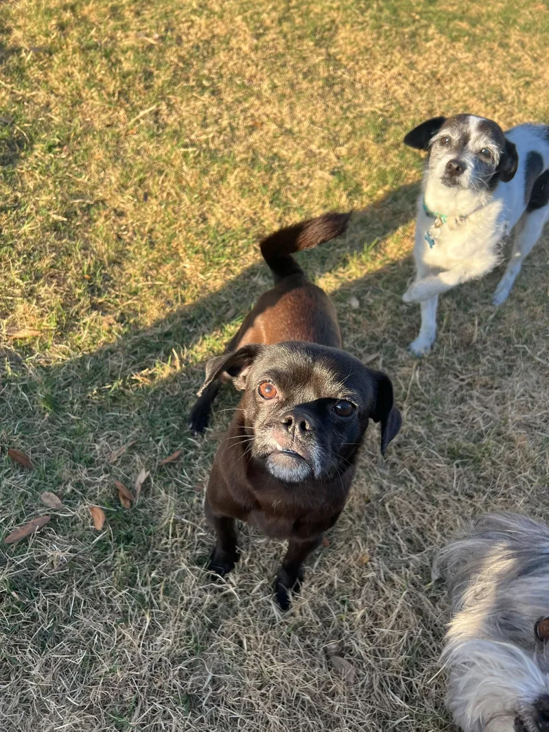 Peony & Priscilla thumbnail 3