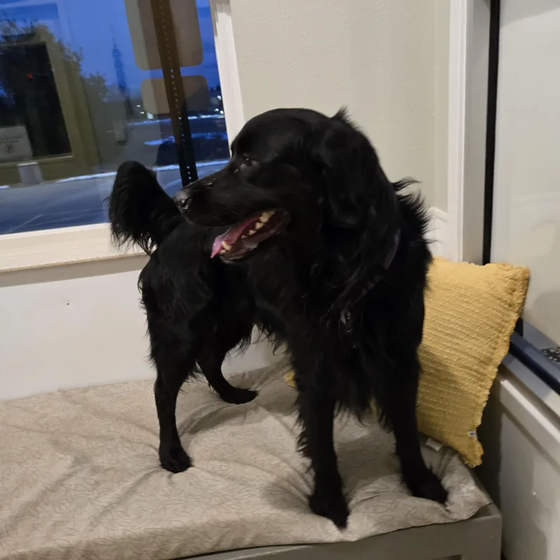 Kingston thumbnail 2