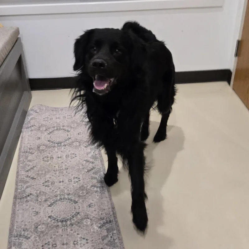 Kingston thumbnail 3