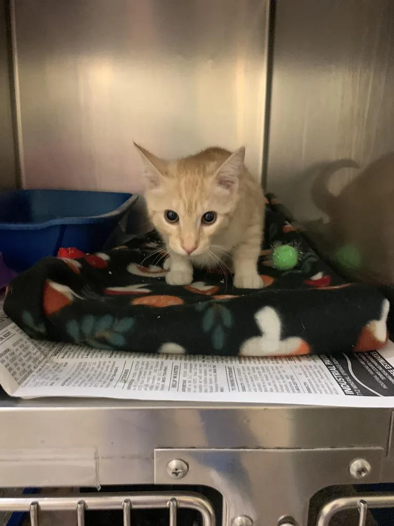 Two Percent thumbnail 3