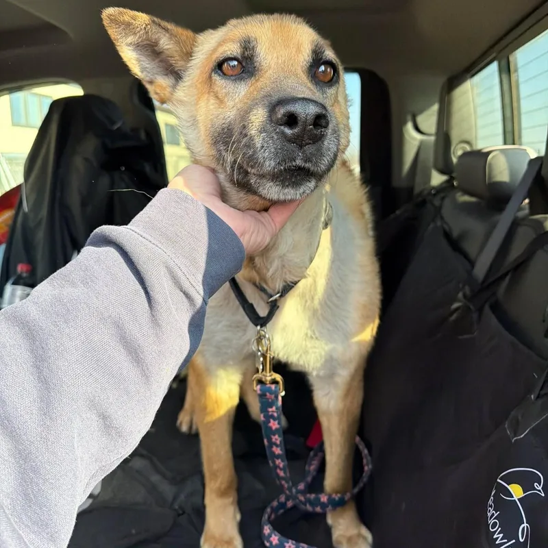 Van Gogh thumbnail 2