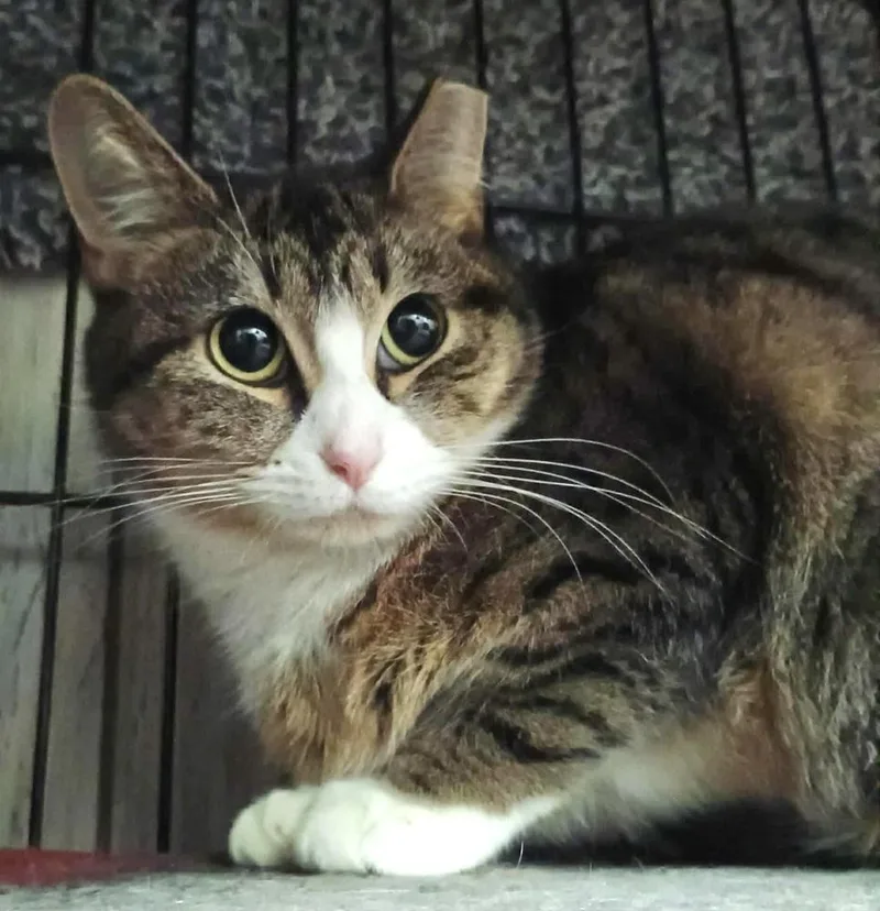 Sunshine thumbnail 3