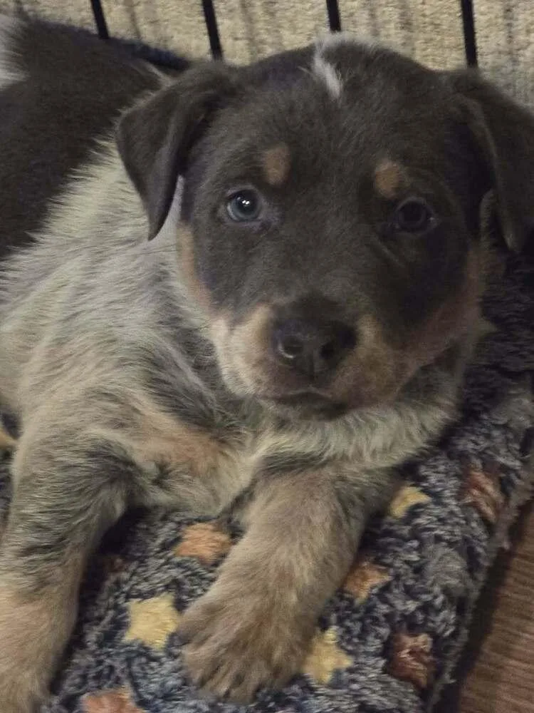 Bryant Aka Onyx thumbnail 2