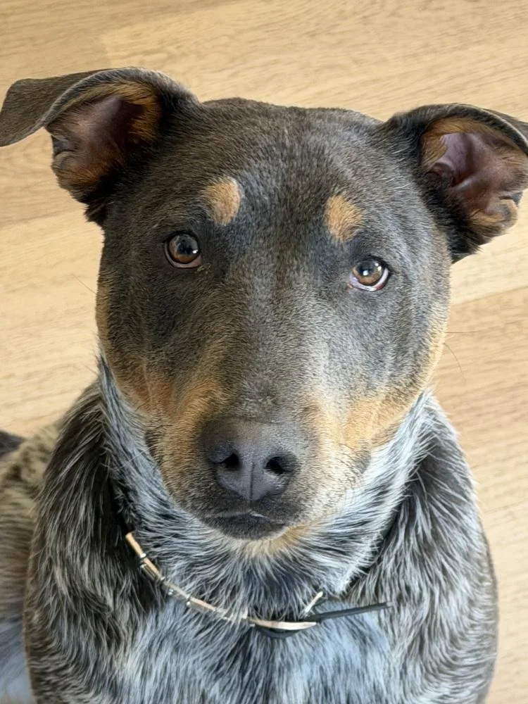 Bryant Aka Onyx thumbnail 6