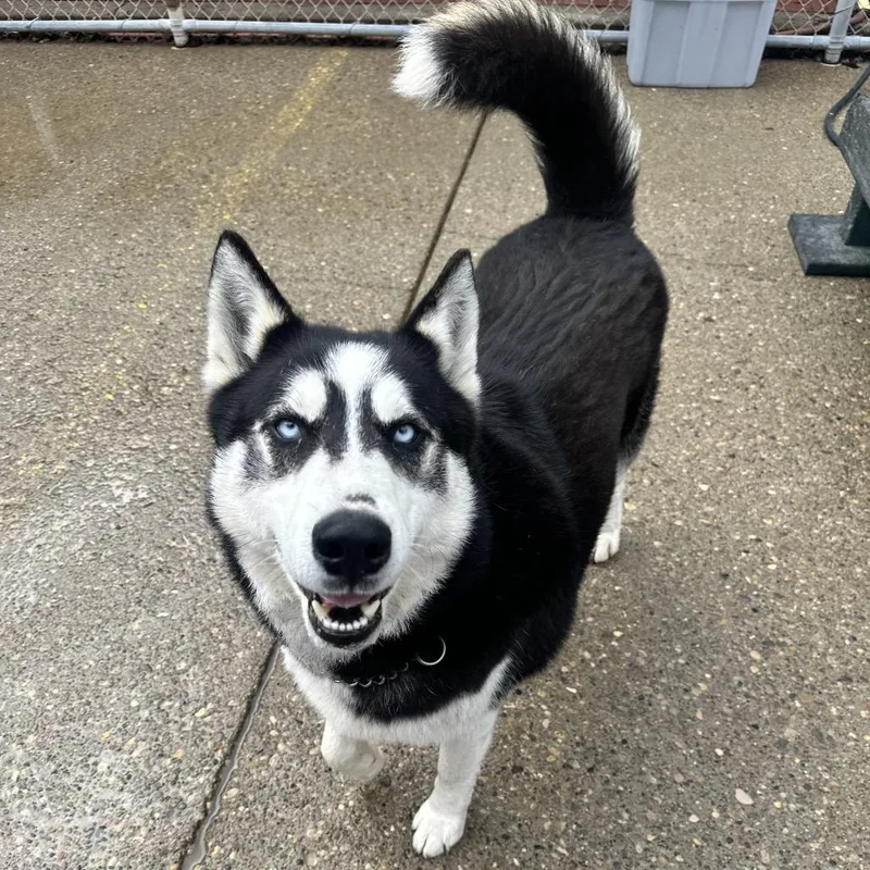 Canada's Shane Hollander thumbnail 2