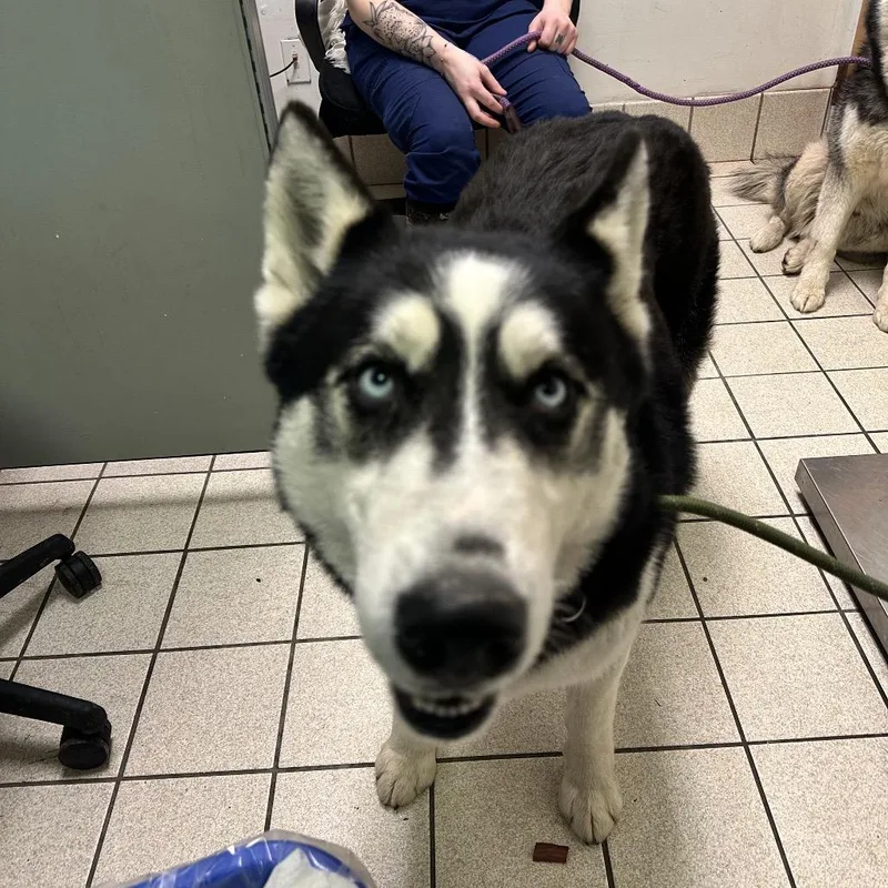 Canada's Shane Hollander thumbnail 3