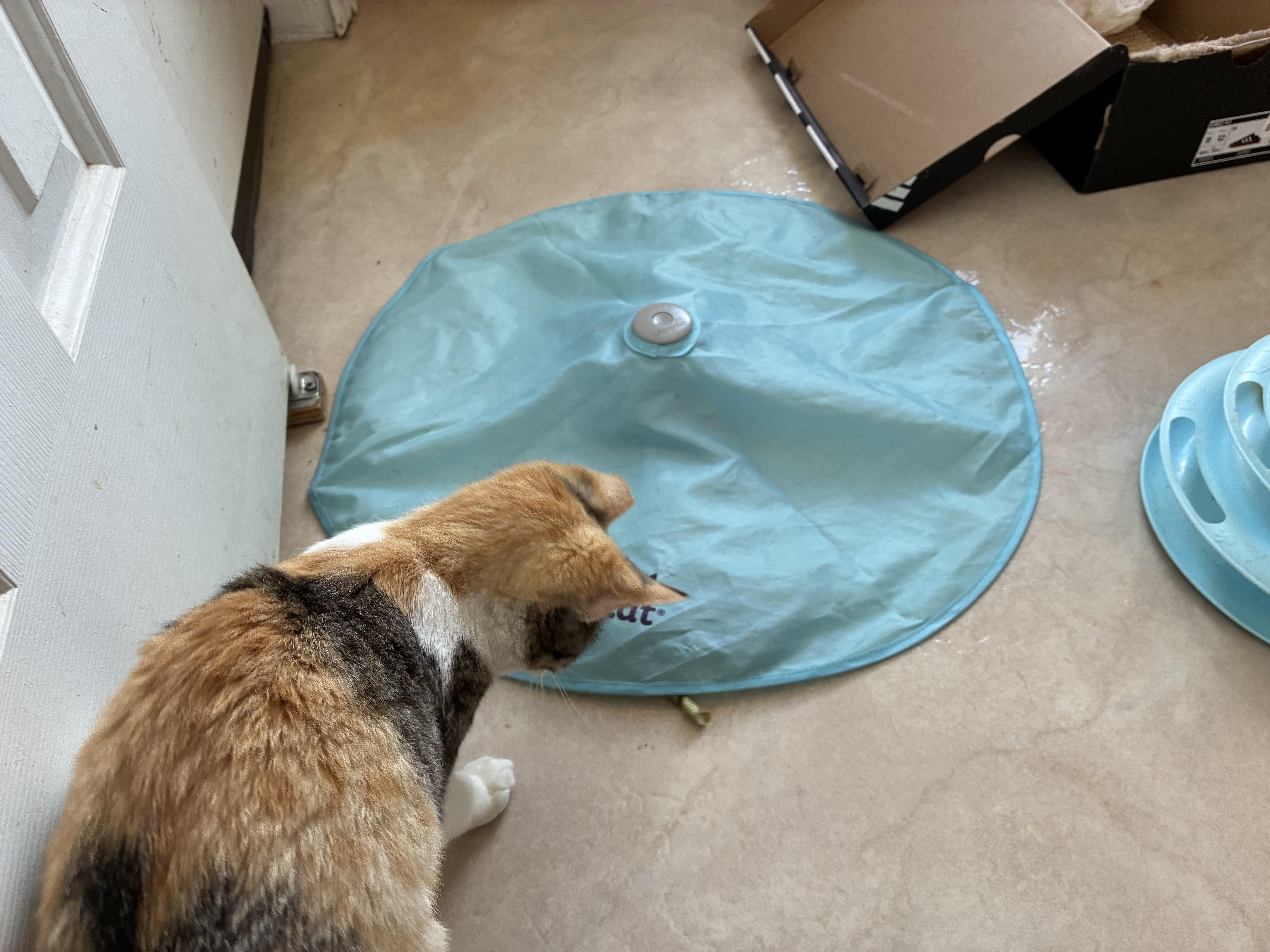 Furrn   Calico thumbnail 2