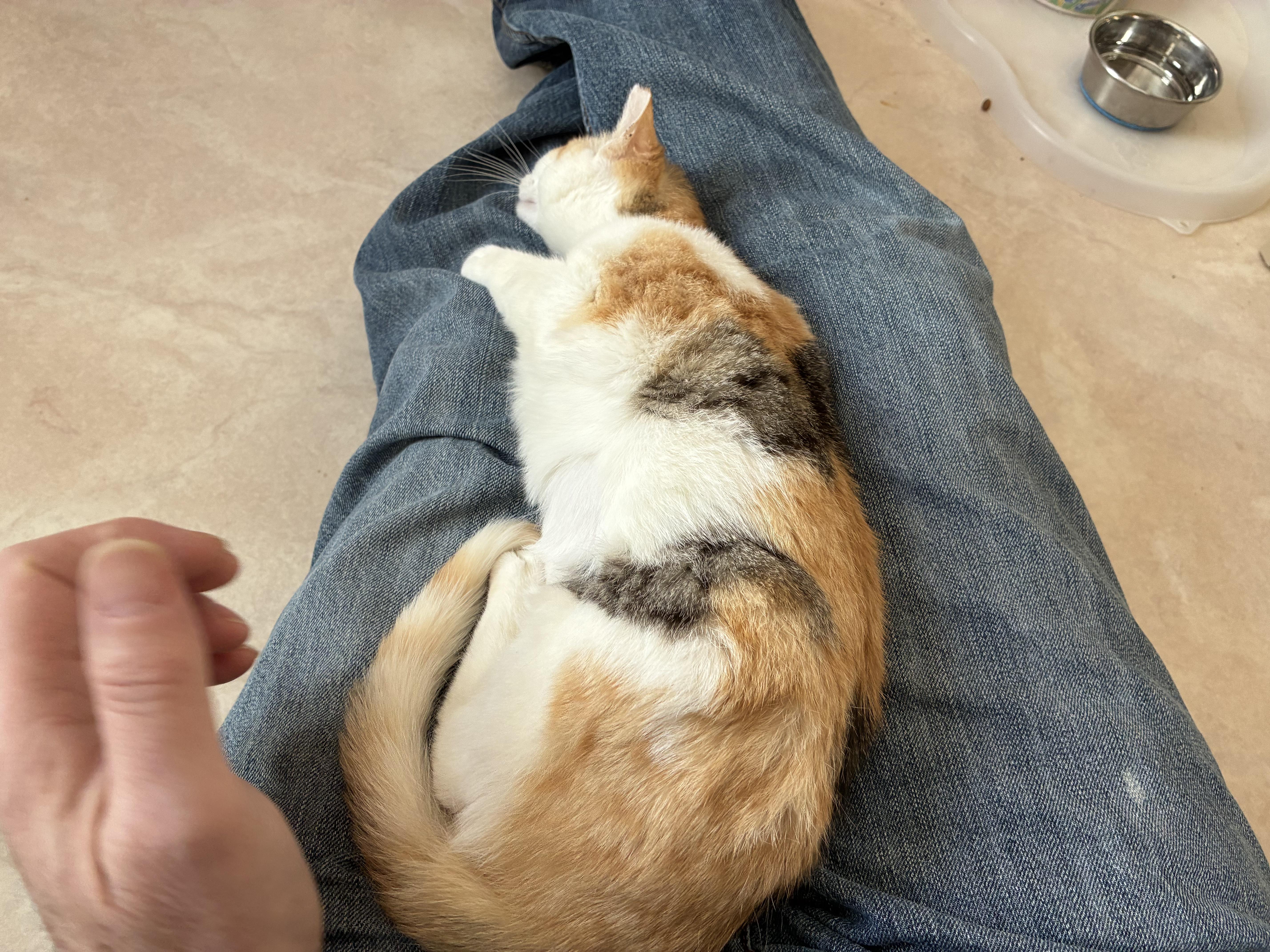 Furrn   Calico thumbnail 4