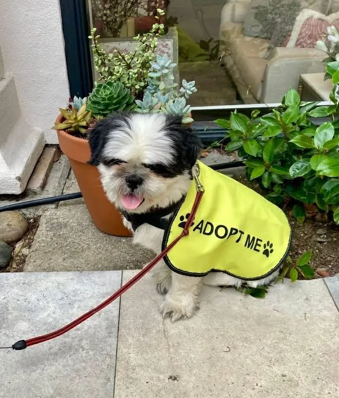 Sir Tashi thumbnail 2