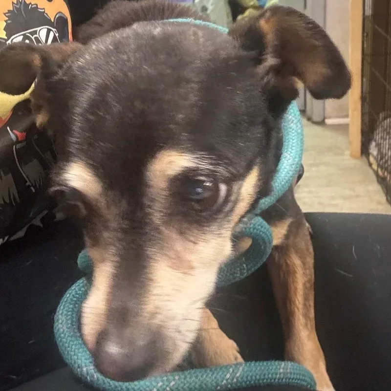 Buttercup thumbnail 2