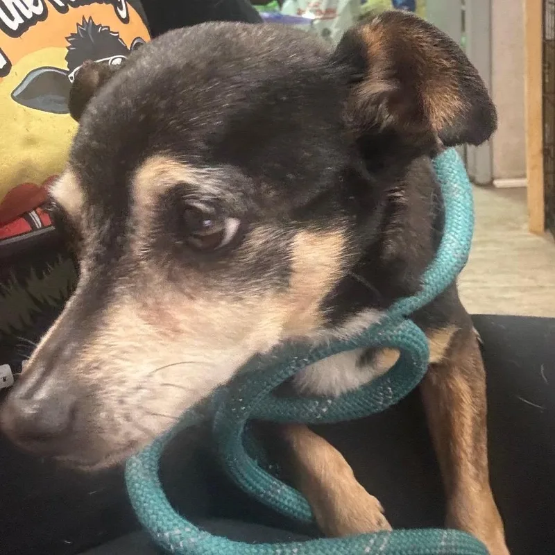 Buttercup thumbnail 3