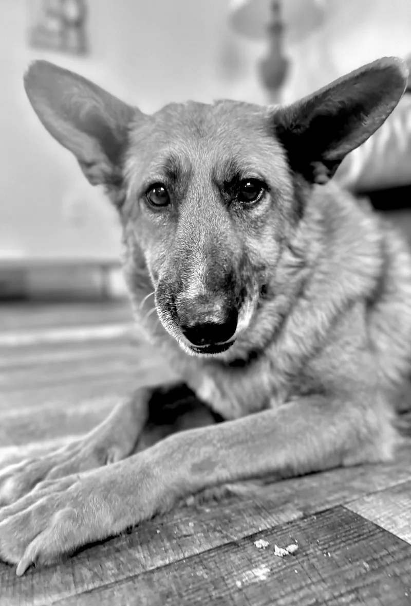 Princesa thumbnail 5