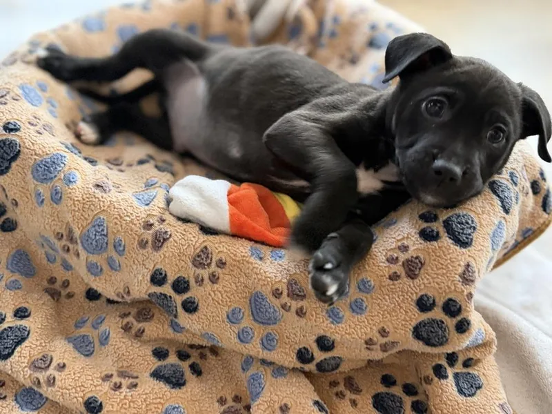 Pup Chocolate Crinkle thumbnail 2