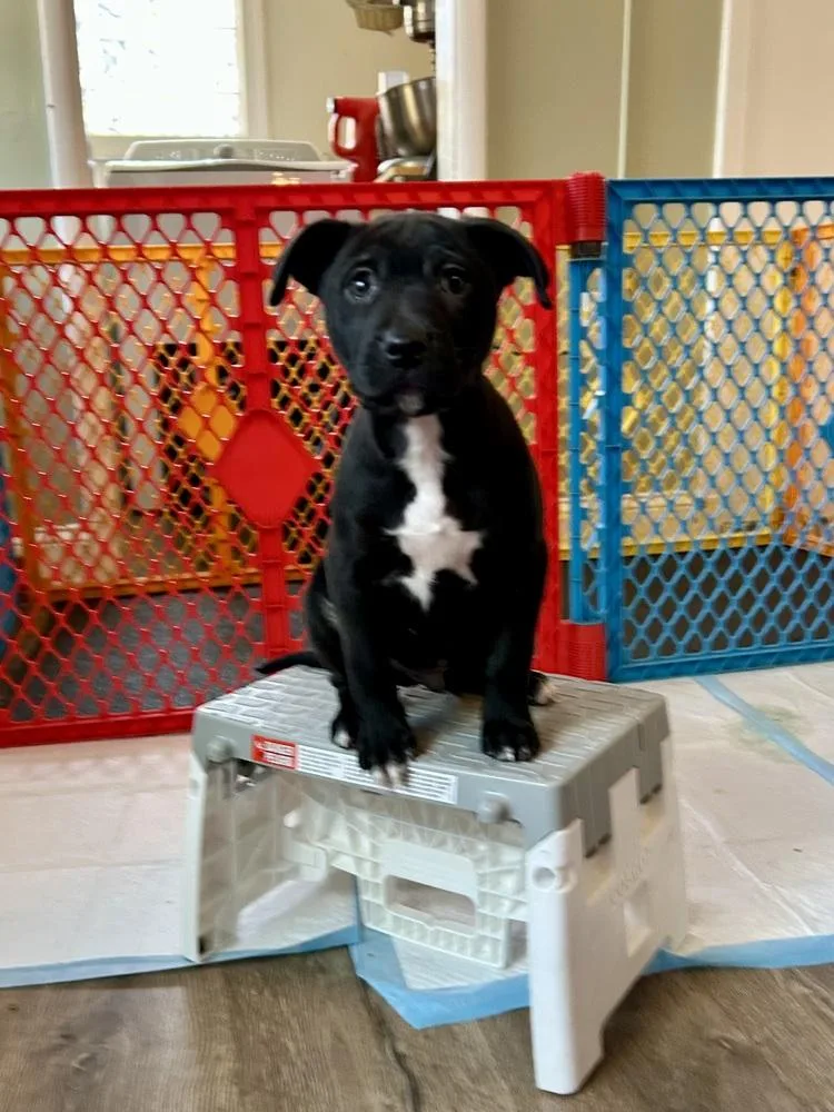 Pup Chocolate Crinkle thumbnail 3