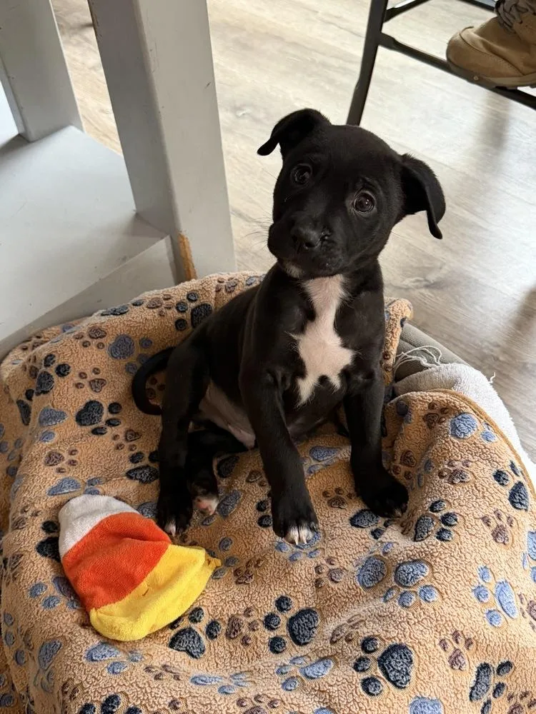 Pup Chocolate Crinkle thumbnail 5