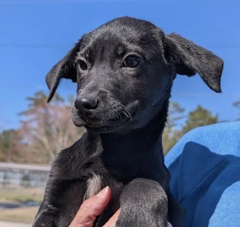 Pup Joyce thumbnail 2