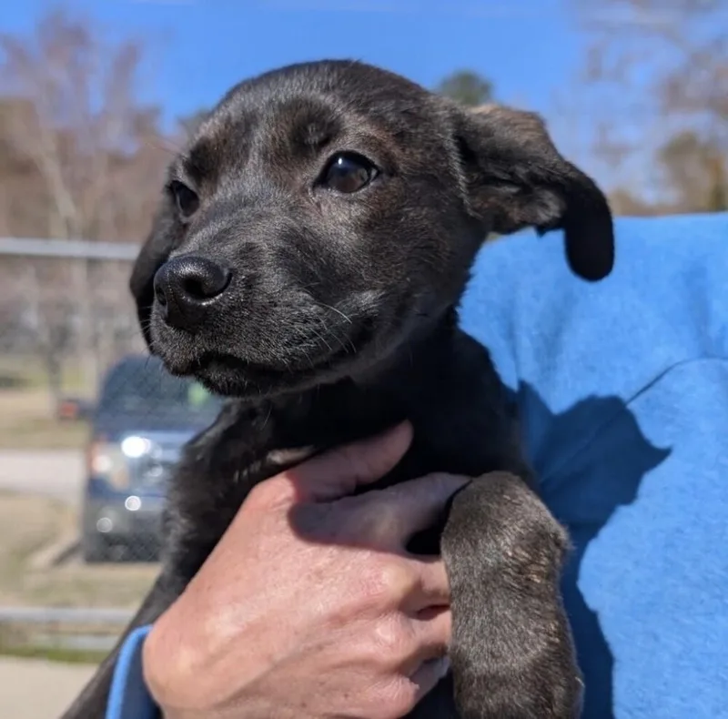 Pup Joyce thumbnail 3