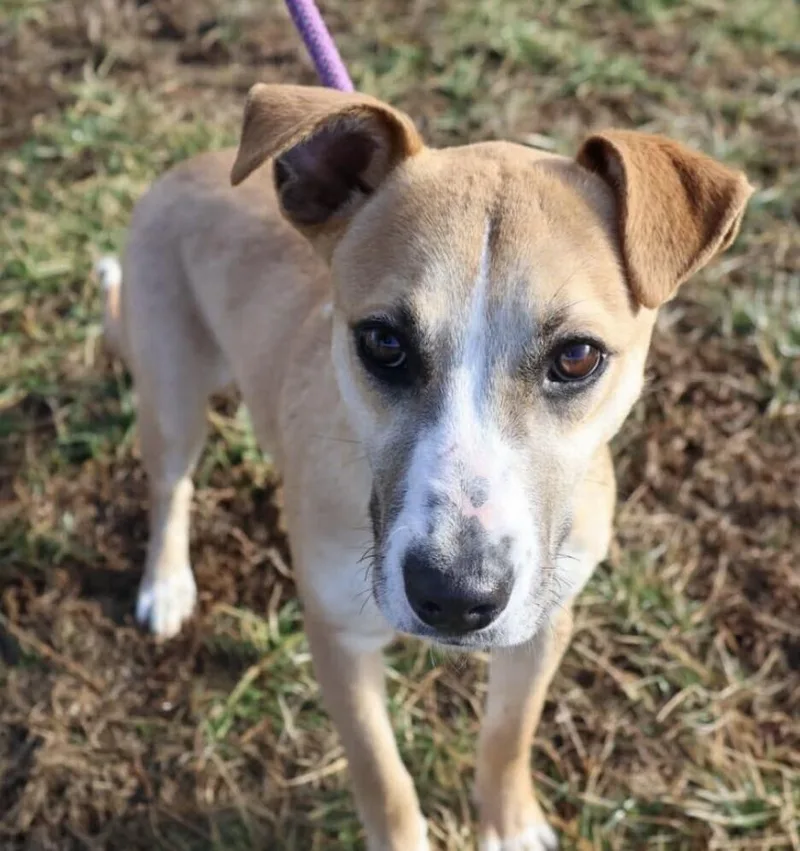 Pup Lisa thumbnail 4