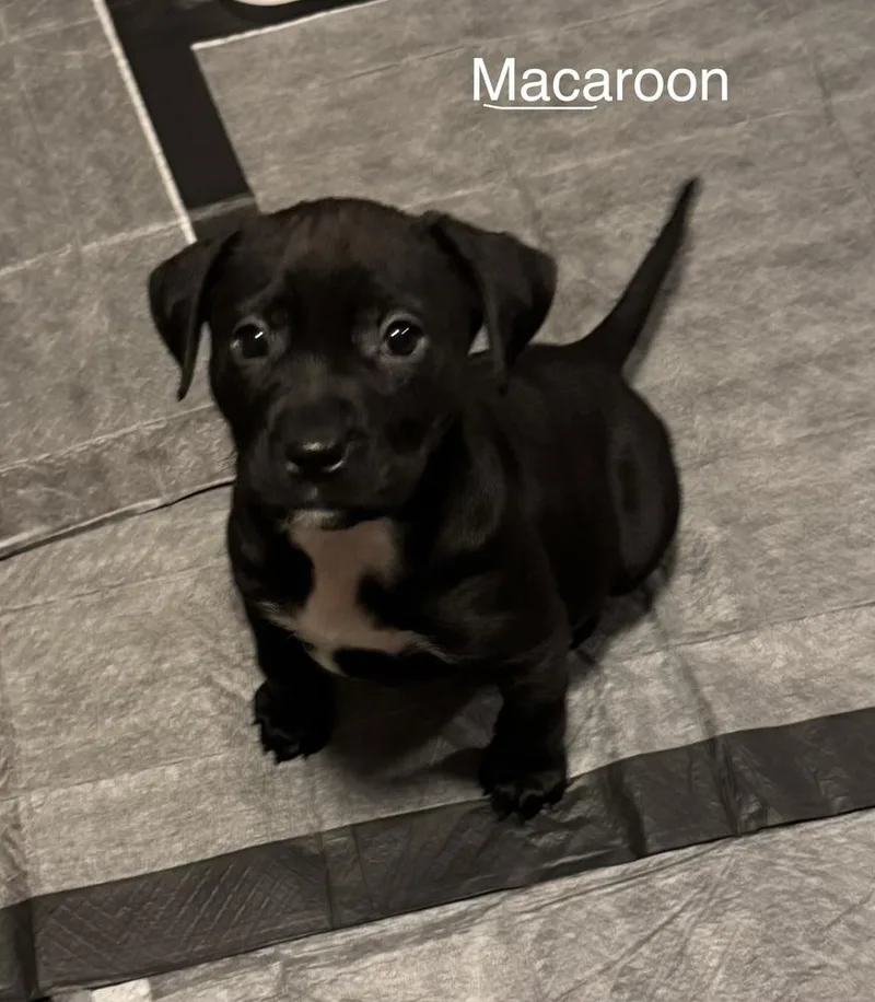 Pup Macaroon