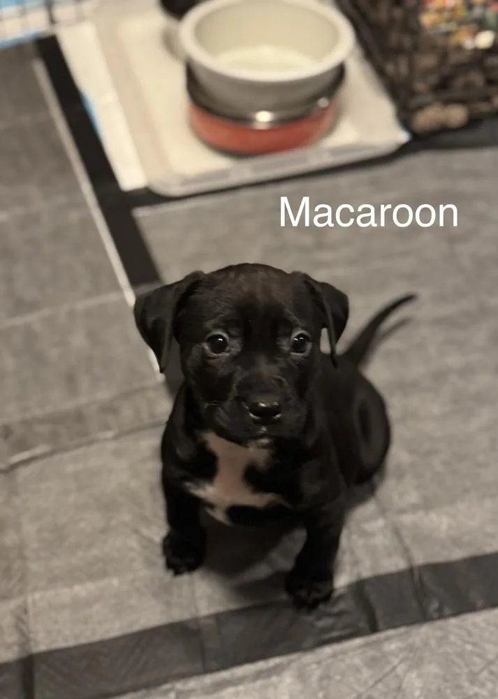Pup Macaroon thumbnail 2