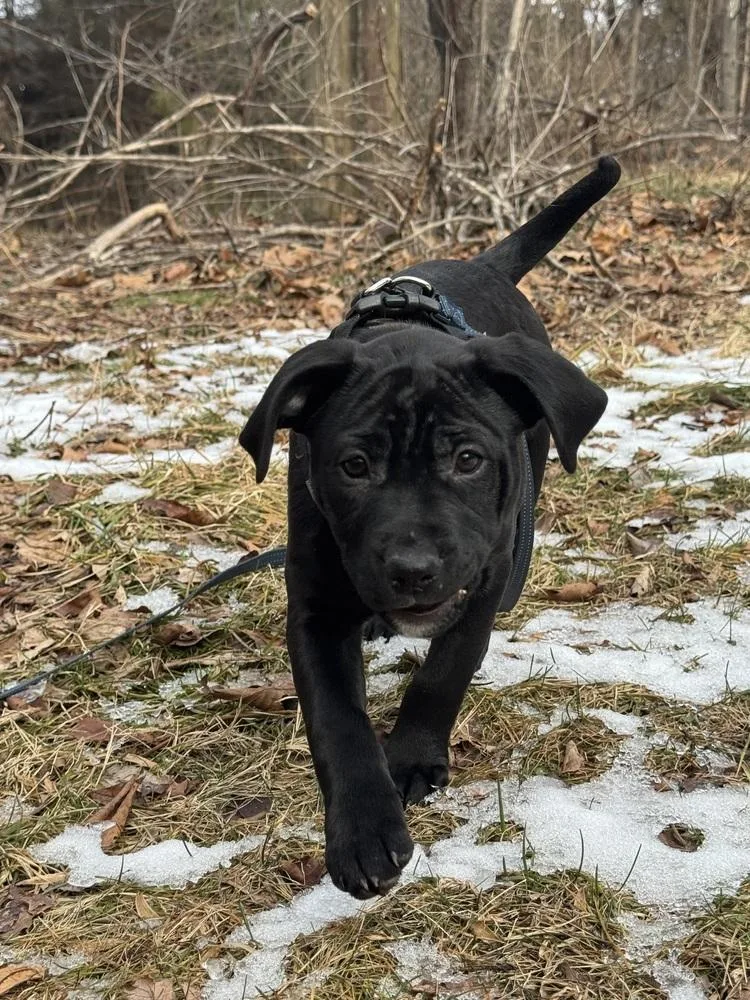 Pup Macaroon thumbnail 3