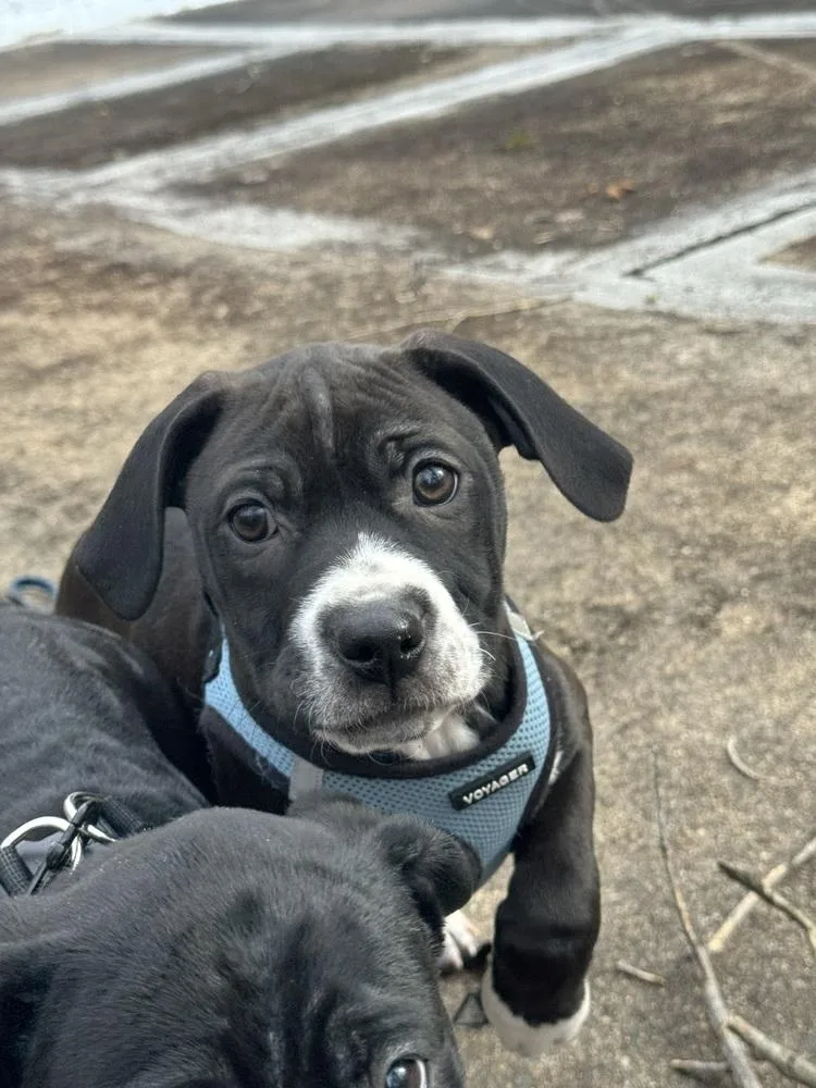 Pup Nutmeg thumbnail 2