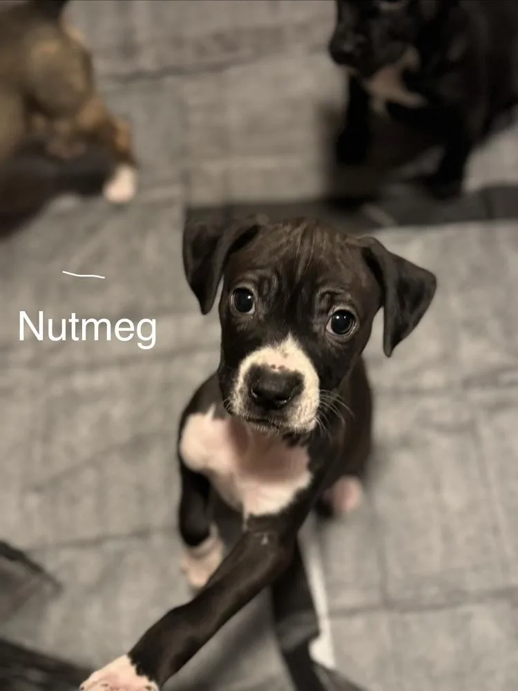 Pup Nutmeg thumbnail 3