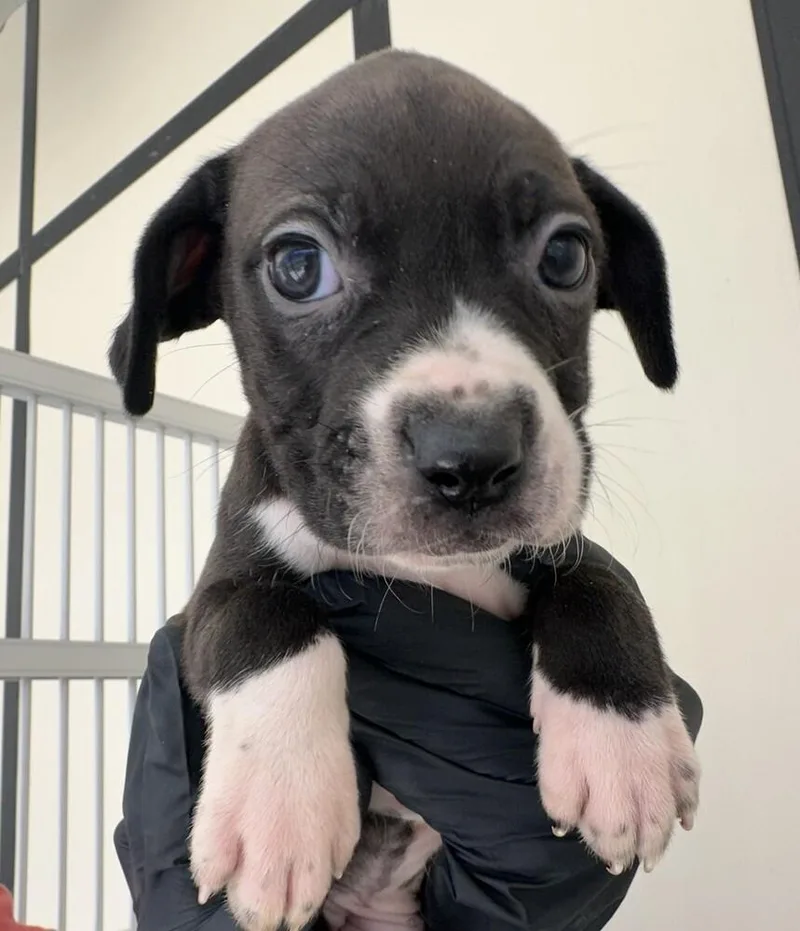 Pup Nutmeg thumbnail 4