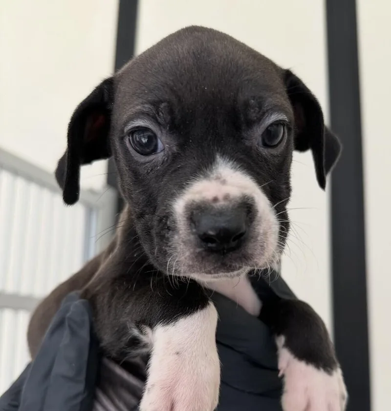 Pup Nutmeg thumbnail 5