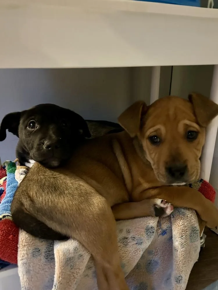 Pup Shortbread thumbnail 2