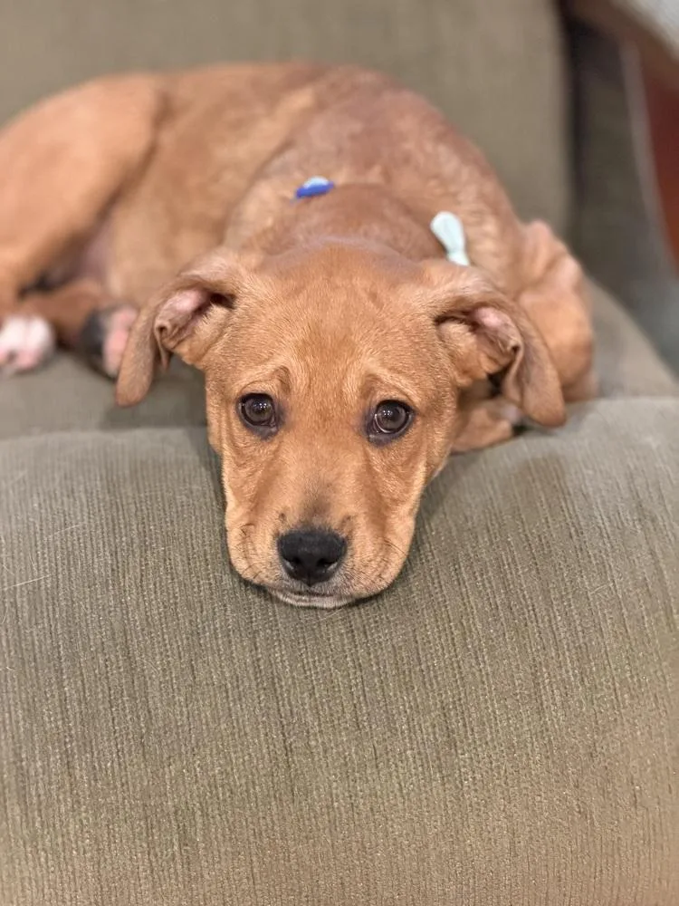 Pup Shortbread thumbnail 3