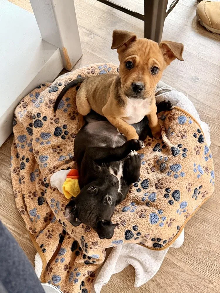 Pup Shortbread thumbnail 4