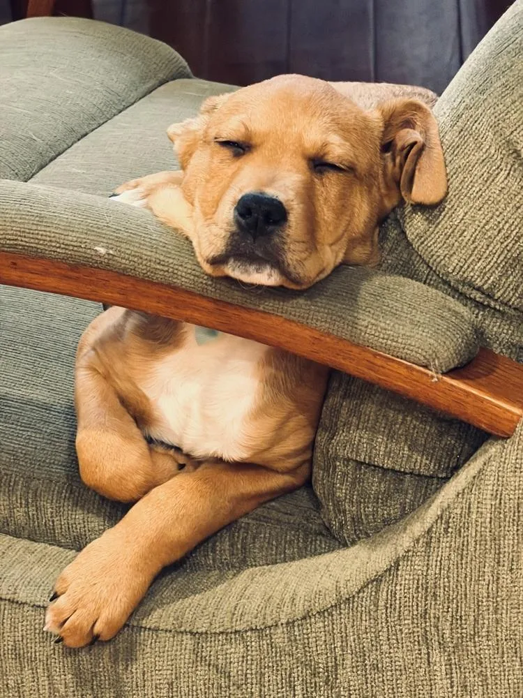 Pup Shortbread thumbnail 5