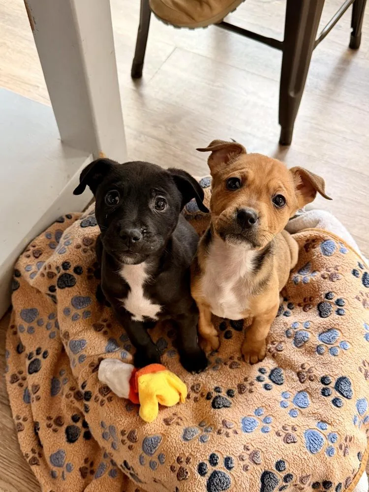 Pup Shortbread thumbnail 6