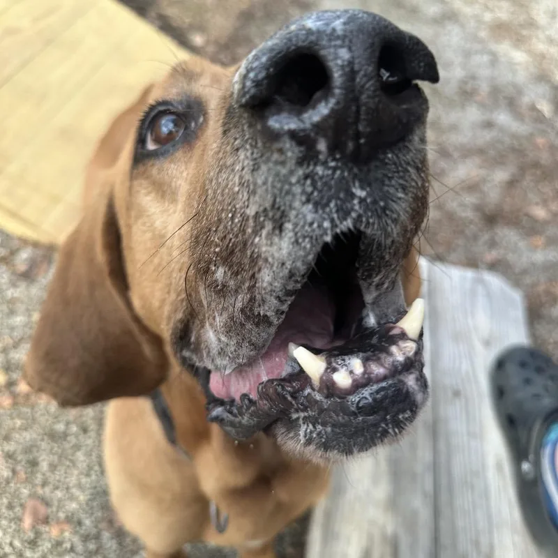 Duke The Hound thumbnail 2